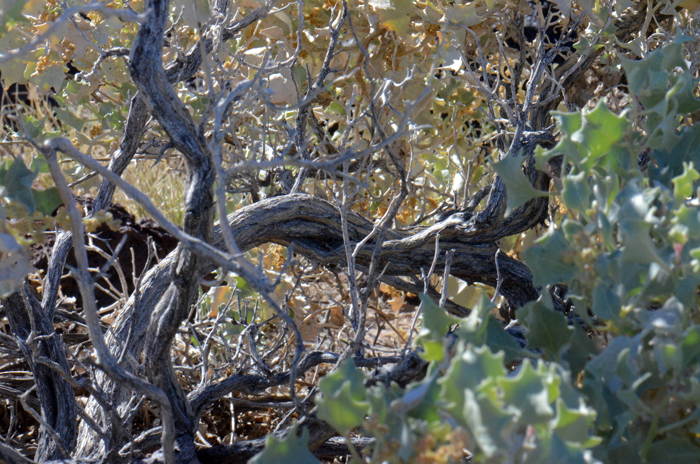 Desertholly is a warm desert shrub, dioecious with male and female flowers on separate plants. Female flowers are borne in inflorescences similar to the male flowers. Atriplex hymenelytra